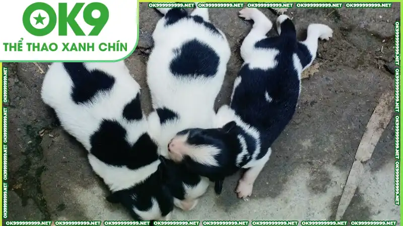 Điềm lành thường ẩn chứa khi mơ thấy chó con Điềm lành thường ẩn chứa khi mơ thấy chó con