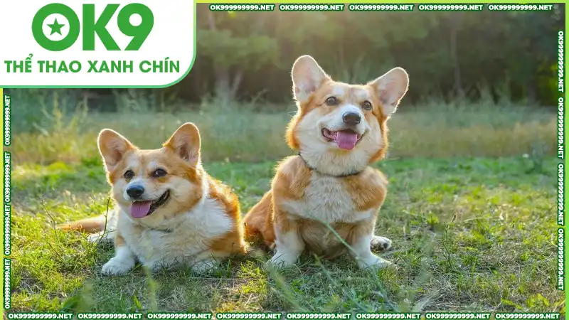 Mơ thấy chó thường mang tới nhiều may mắn hơn Mơ thấy chó thường mang tới nhiều may mắn hơn