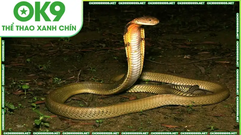 Những con số may mắn từ giấc mơ thấy rắn Những con số may mắn từ giấc mơ thấy rắn