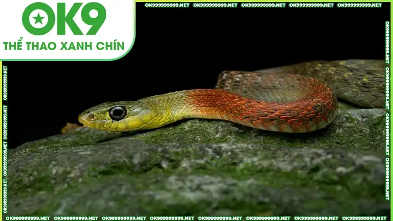 Mơ thấy rắn nhiều màu sắc sặc sỡ Mơ thấy rắn nhiều màu sắc sặc sỡ